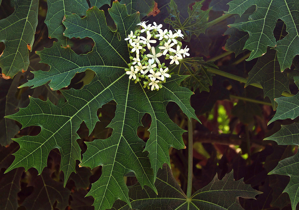 Cnidoscolus aconitifolius leaf and inflorescence with white flowers