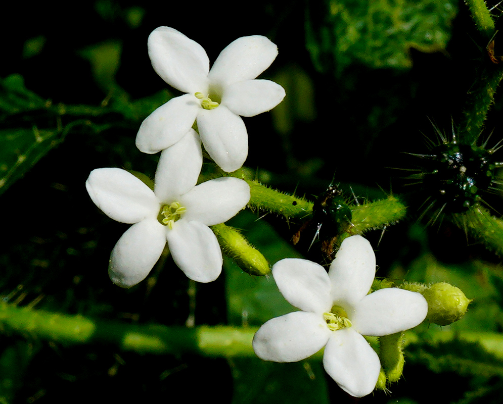 Cnidoscolus urens white flowers A close-up view of delicate white five-petaled flowers of Cnidoscolus urens blooming on a spiny, hairy stem with young buds and green foliage in the background