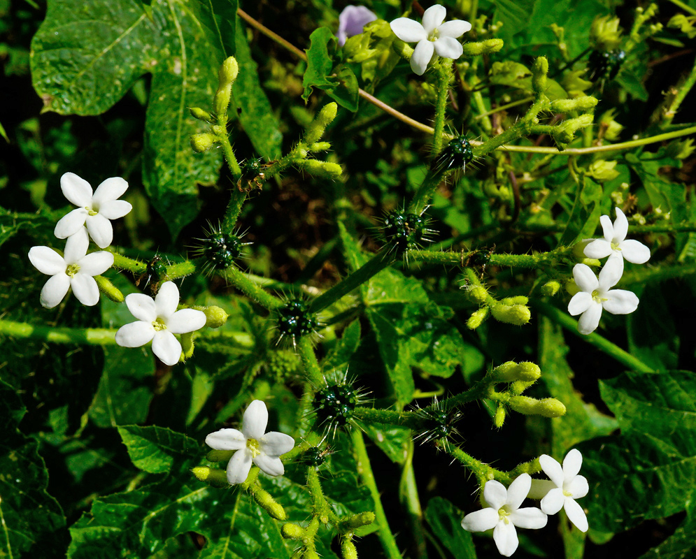 Cnidoscolus urens flowering plant A branching plant of Cnidoscolus urens covered in sharp spines and bearing clusters of white flowers and fuzzy yellow buds against a background of green leaves