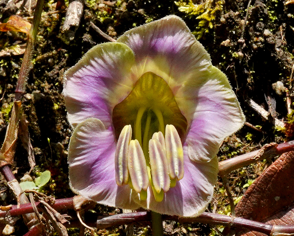 A pinkish-purple bell-shaped flower of Cobaea scandens with prominent stamens and ridged petals, growing close to the forest floor