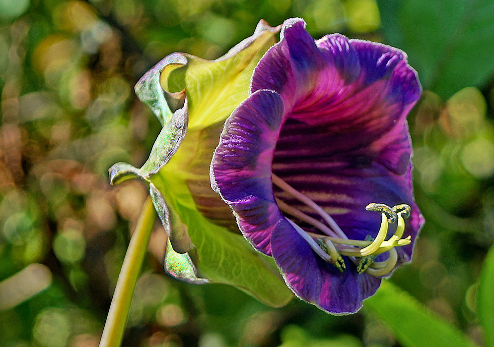 A purple pink Cobaea scandens flower with yellow filaments and dark anthers green bracts shinning in sunlight