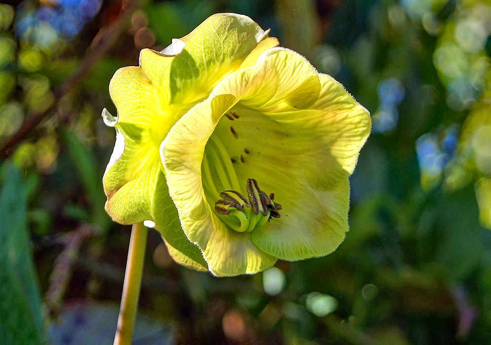 A yellow cobaea scandens flower with touches of green