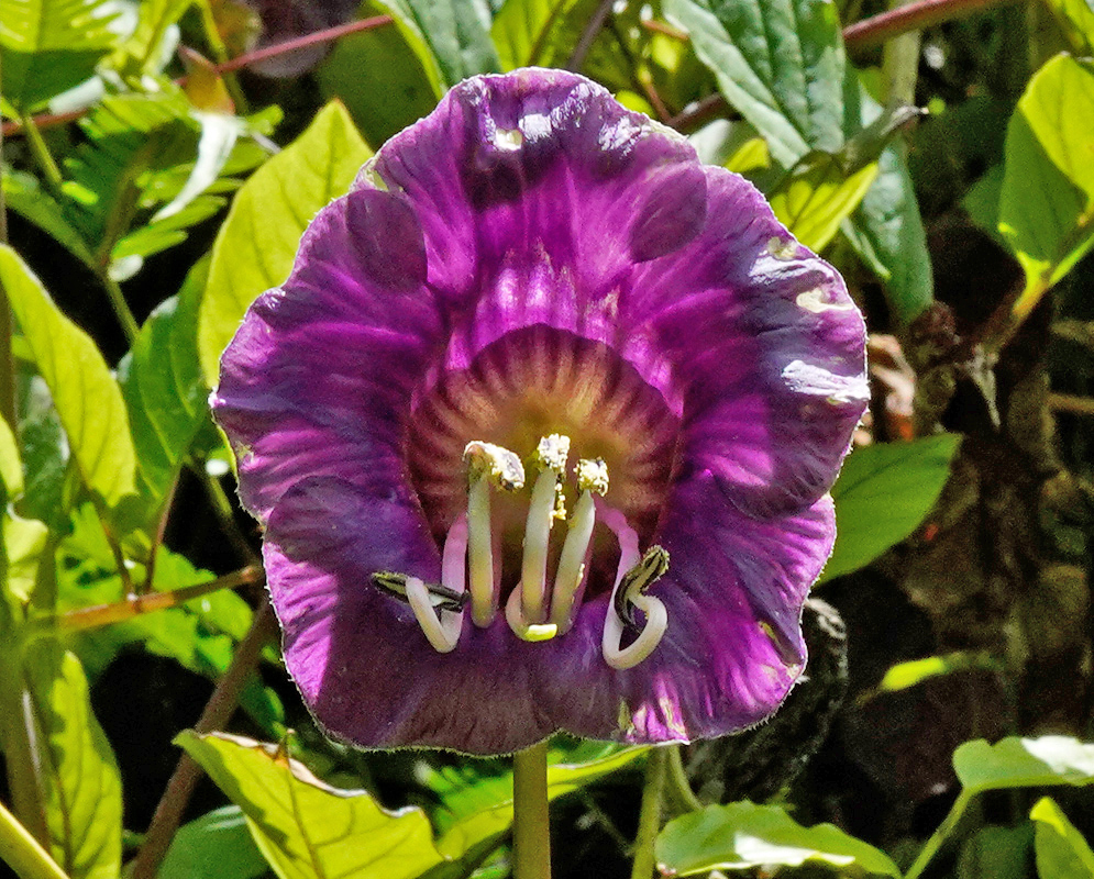 A deep purple bell-shaped flower of Cobaea scandens with pale curved stamens and a ribbed floral tube, set against green foliage