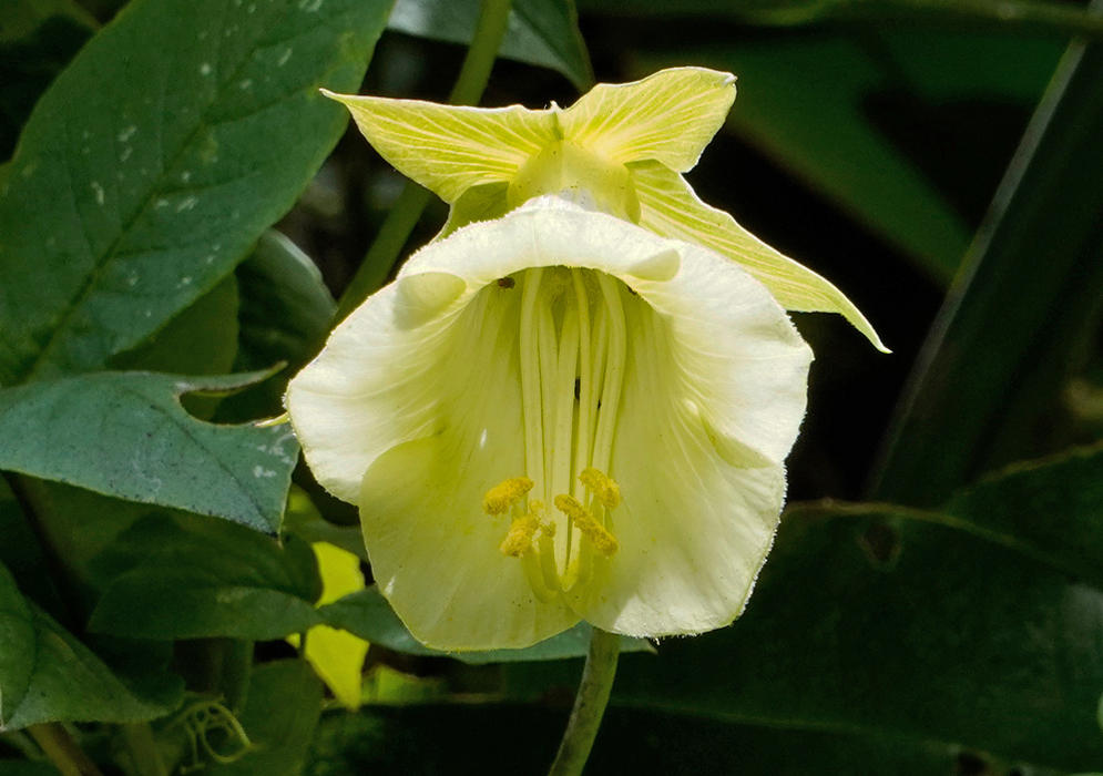 Cobaea trianae flower with pale green bell-shaped petals and long yellow stamens hanging from the center