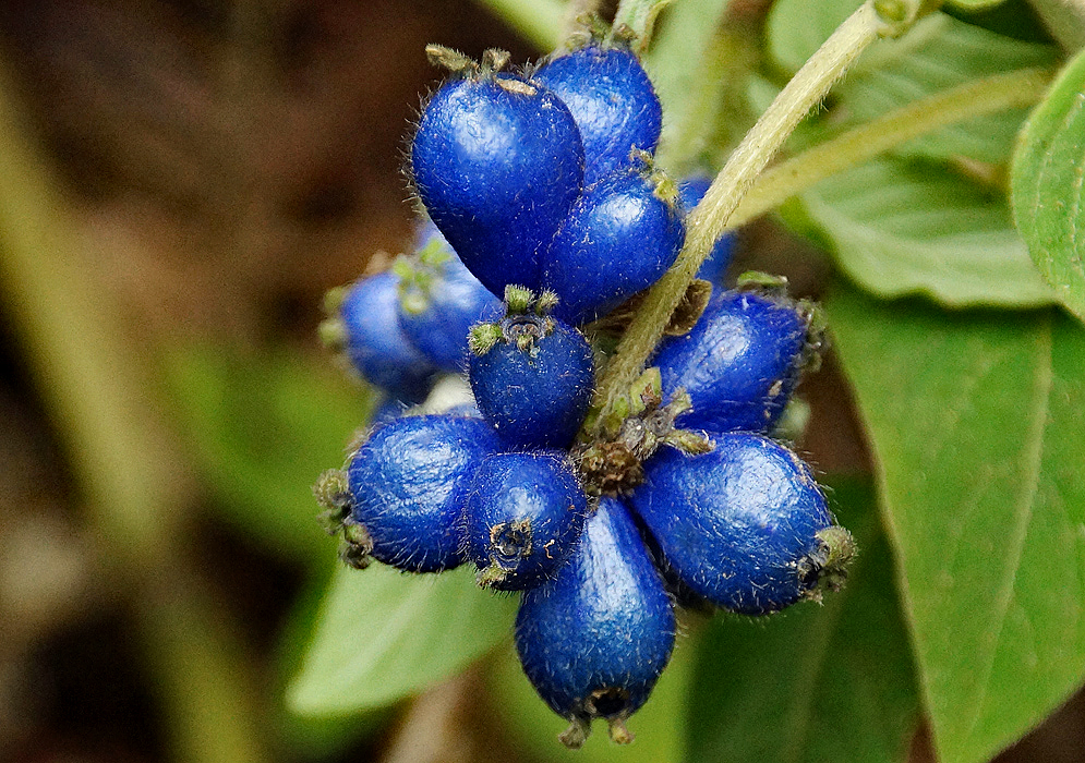 Dark blue Coccocypselum lanceolatum fruit