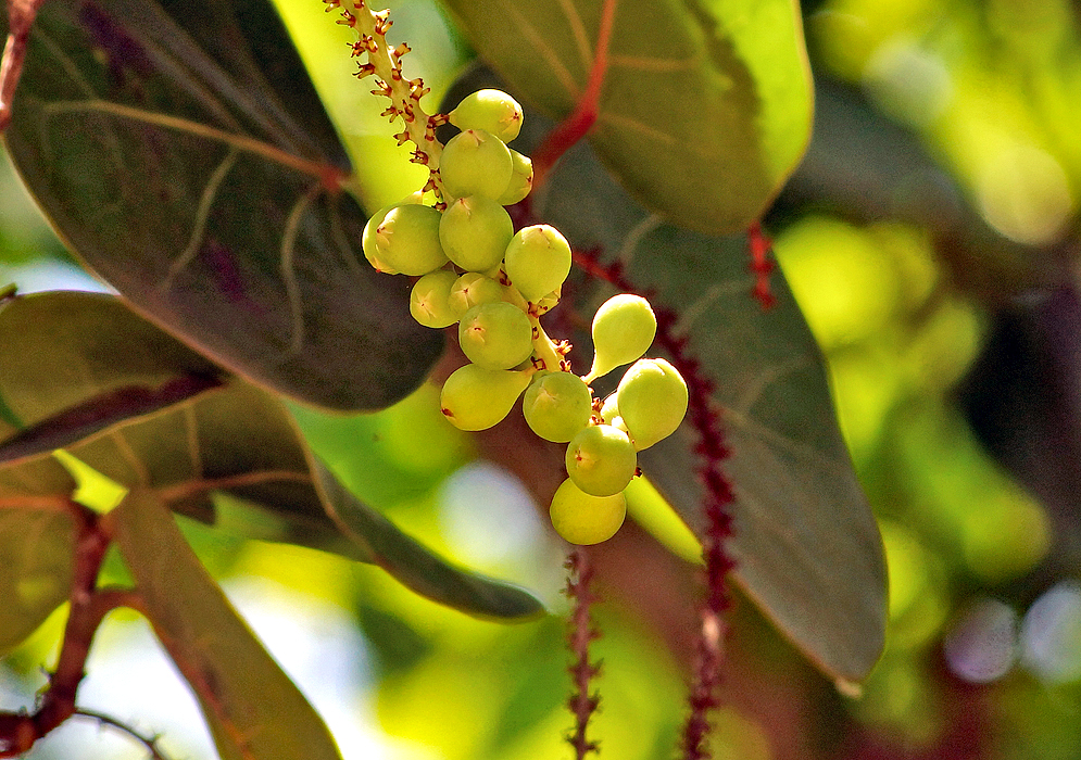 A Coccoloba uvifera inflorescent with green fruit in sunlight