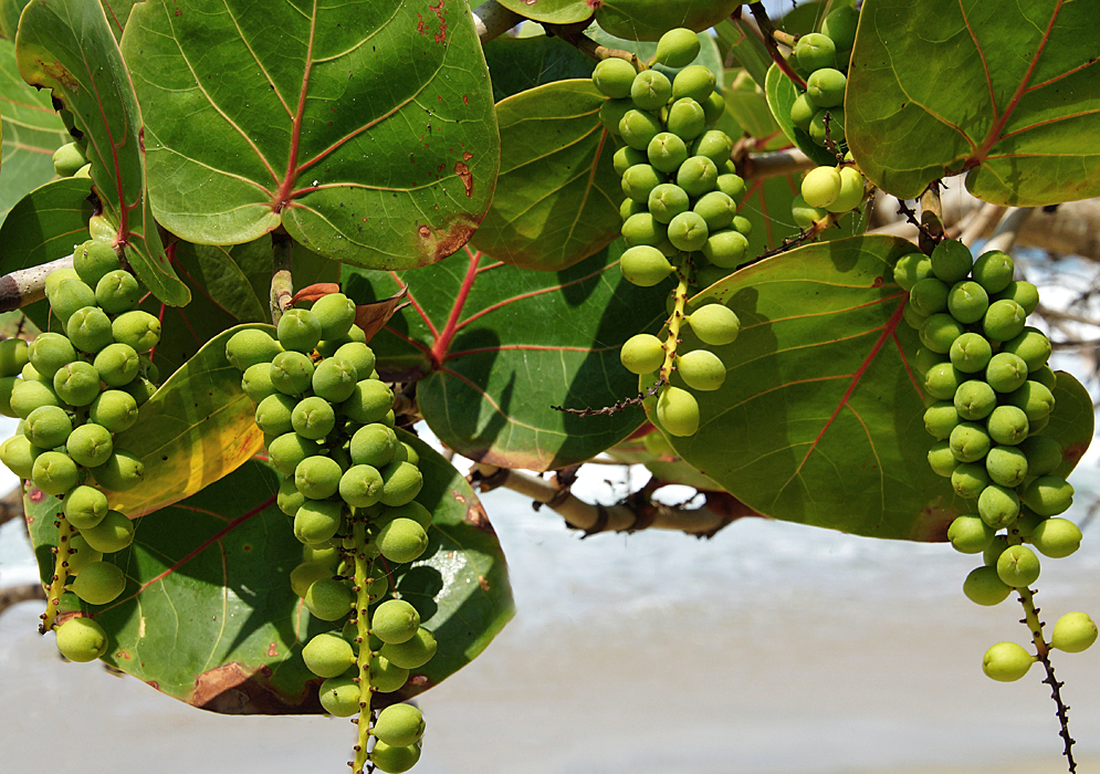 Cluster of Coccoloba uvifera  green fruit in front of large leaves with red veins