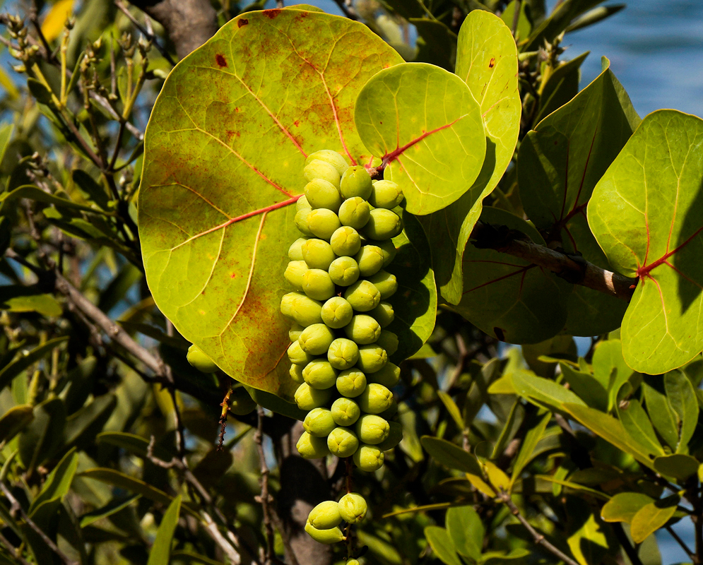 A cluster of Coccoloba uvifera green fruit