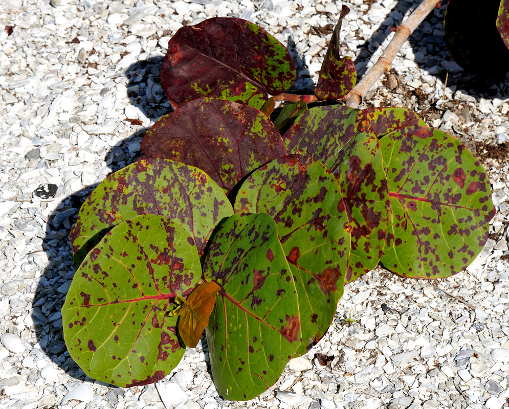 Coccoloba uvifera Leaves with Red Spots Cluster of large, round Coccoloba uvifera leaves showing a mix of green and reddish blotches, resting on crushed white shells
