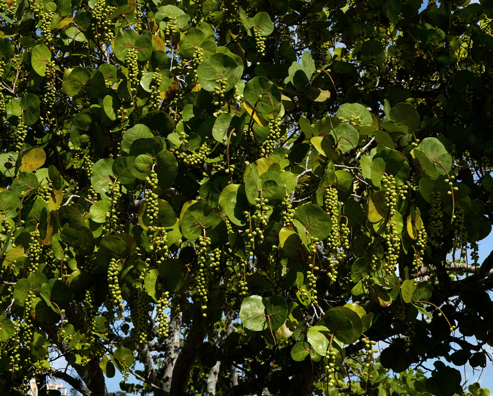 Coccoloba uvifera Tree Laden with Fruit Full view of a fruiting Coccoloba uvifera tree covered in hundreds of green grape-like fruit clusters among thick, round leaves