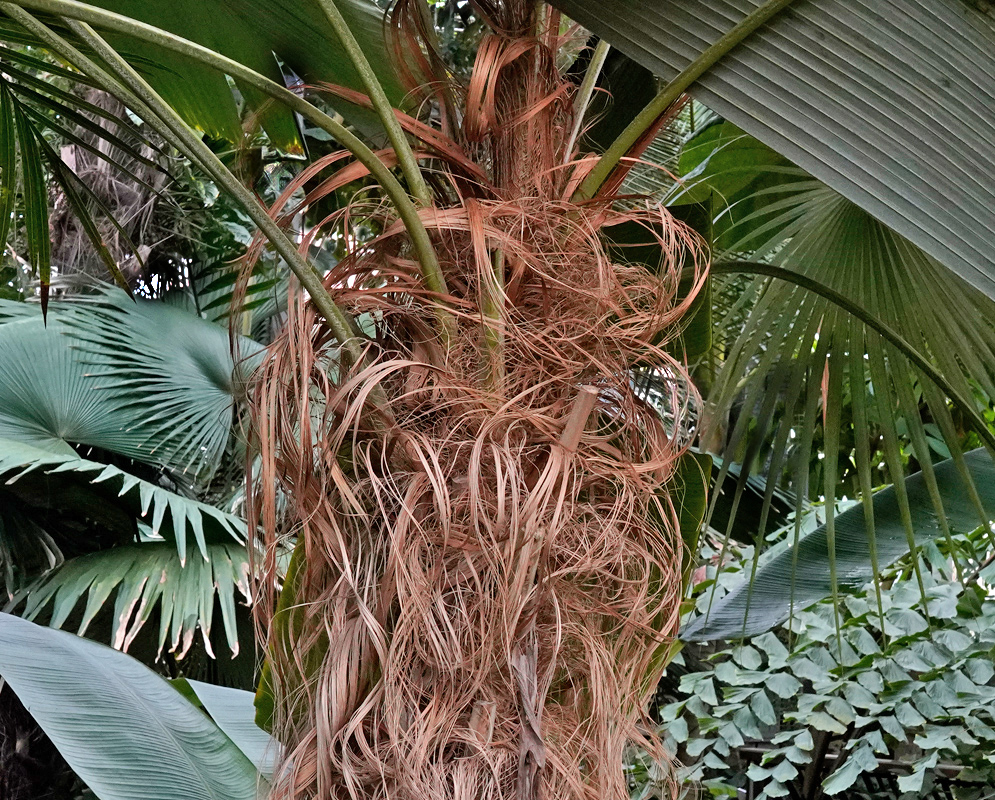Coccothrinax crinita Old Man Palm Coccothrinax crinita palm trunk covered with thick brown fibrous hairs and large fan-shaped green leaves extending outward