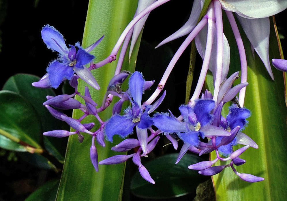 Cochliostema odoratissimum flowers with vivid blue petals and fringed edges growing in clusters among broad green leaves