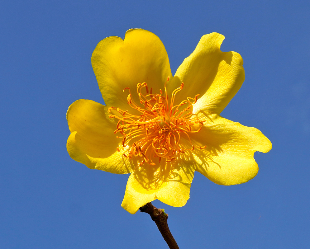A single bright yellow Cochlospermum vitifolium flower in full bloom showing twisted orange filaments and five wide petals