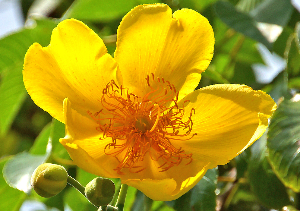 Yellow Cochlospermum flower