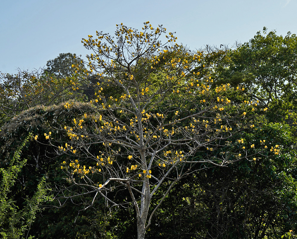 A deciduous Cochlospermum vitifolium tree in bloom with sparse foliage and yellow flowers scattered across bare branches