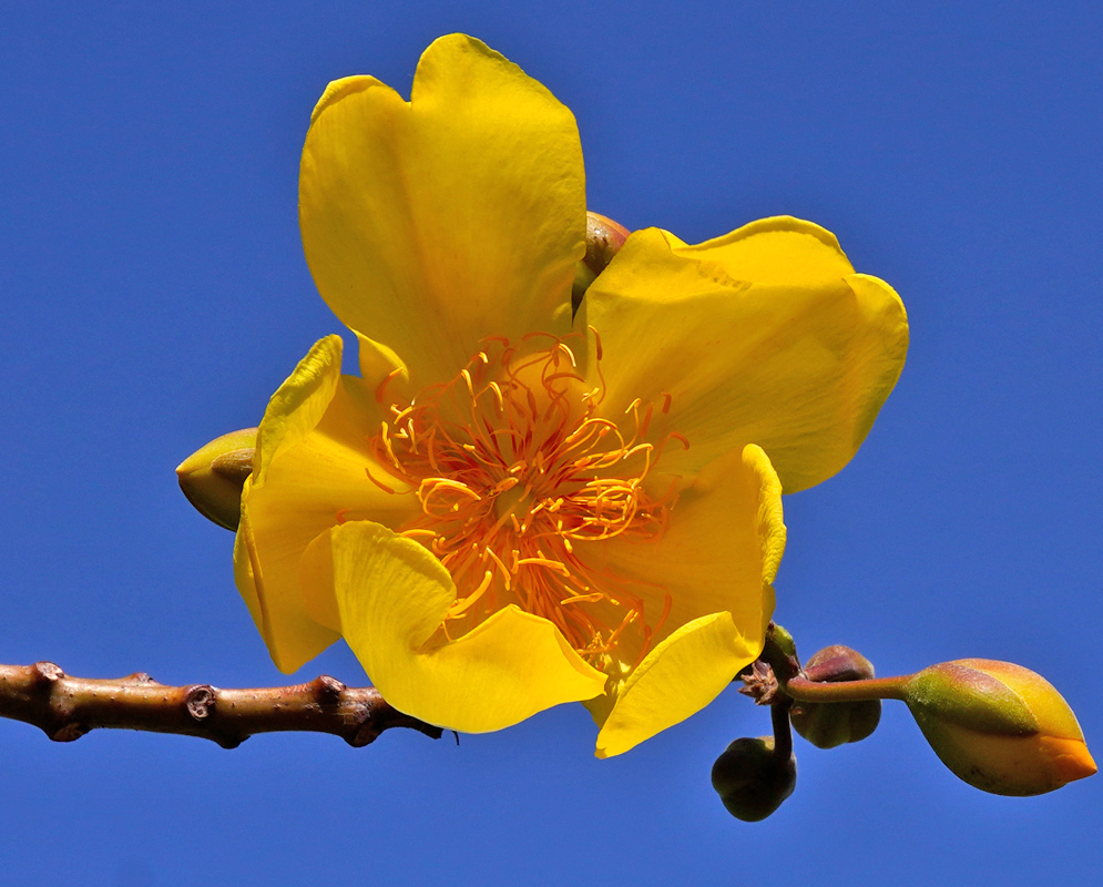 A vivid yellow Cochlospermum vitifolium blossom captured in sharp detail with buds on a bare branch
