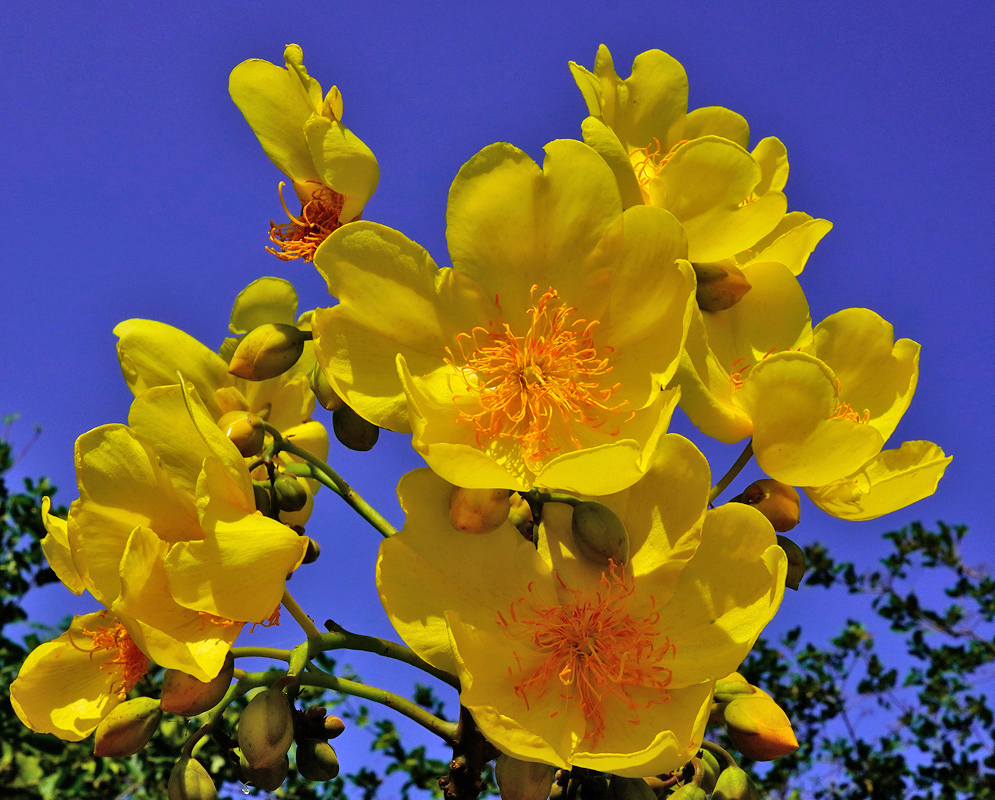 A cluster of vivid yellow Cochlospermum vitifolium flowers with prominent orange stamens set against a deep blue sky