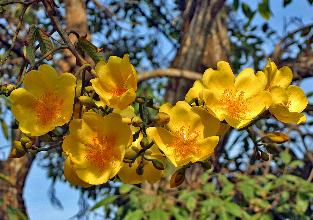 A row of golden-yellow Cochlospermum vitifolium flowers with orange stamens