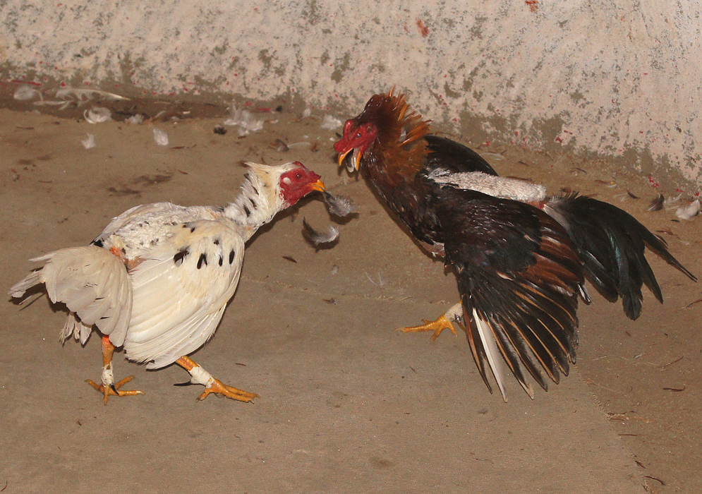  Two roosters fighting