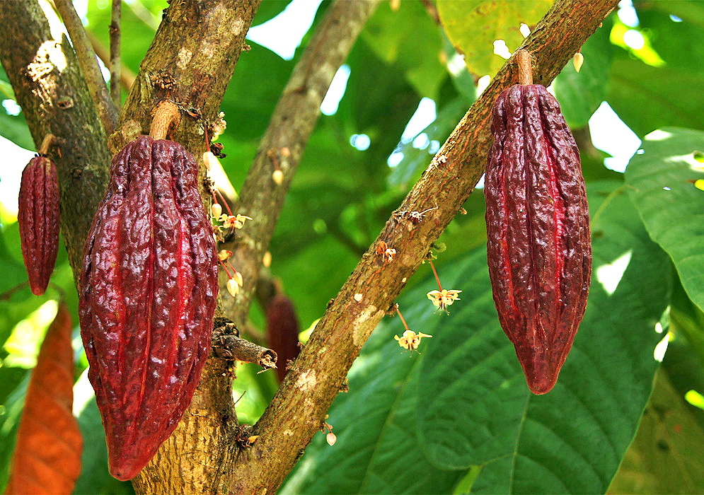 Two maroon-red cacao pods on the tree