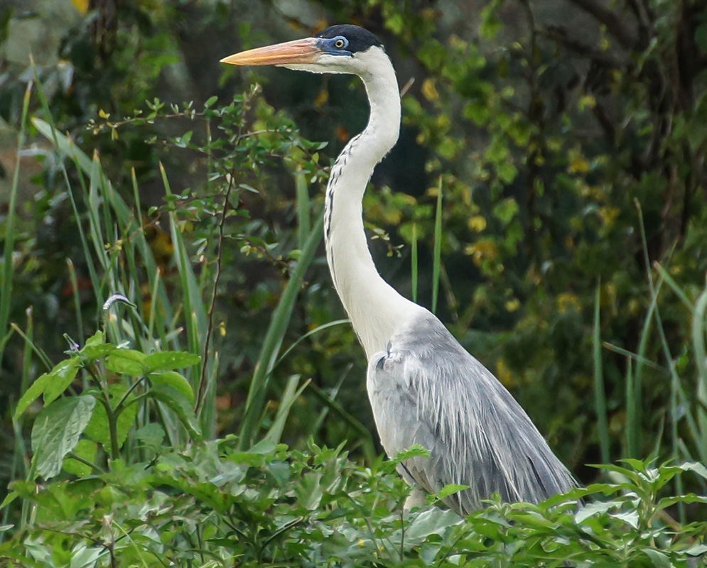 An Ardea cocoi with a long white neck, grey wings, a black cap, a blue lore and a yellow beak