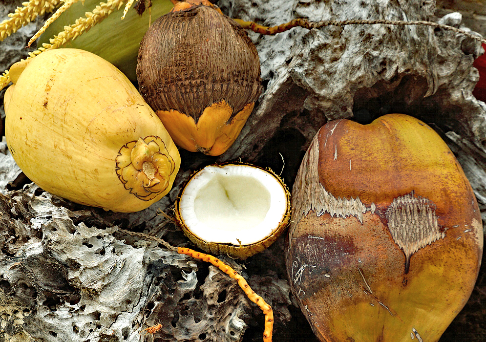 Three yellow and brown coconut and a halved coconut exposing the white pulp on driftwood