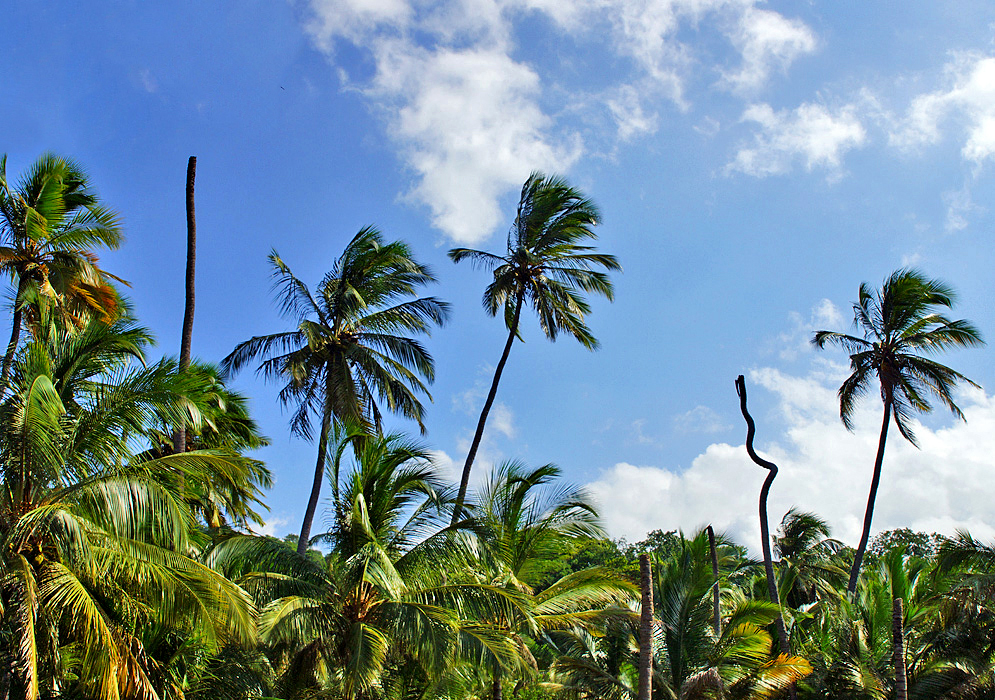 Live and dead coconut palms in under blue sky