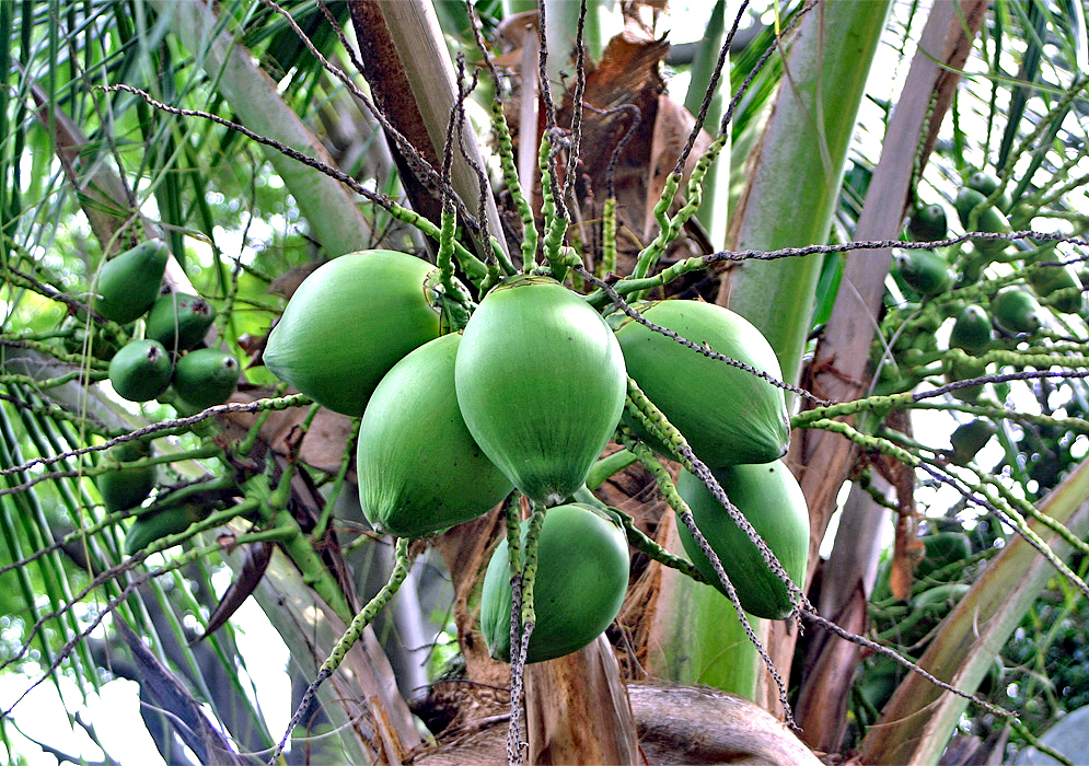 A cluster of green Cocos nucifera fruit on the tree