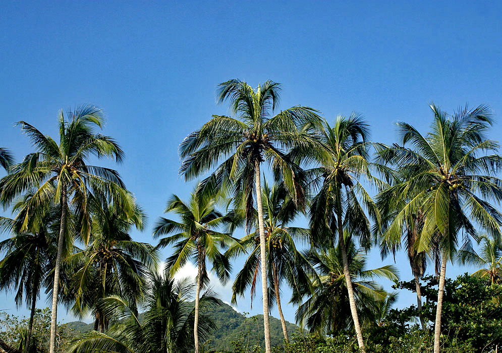 Coconut palms under blue sky