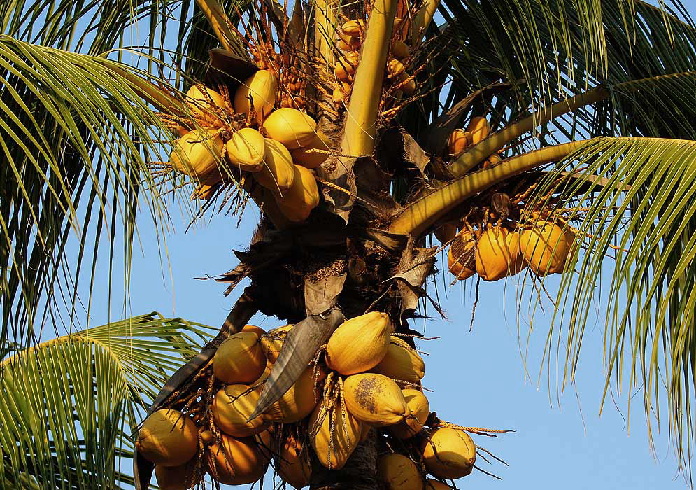 Clusters of sunset yellow Cocos nucifera fruit on the tree