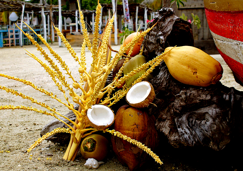 A coconut display of different sizes and colors on a driftwood that is on the beach and a yellow coconut inflorescence with flowers and small yellow coconuts leaning on the driftwood