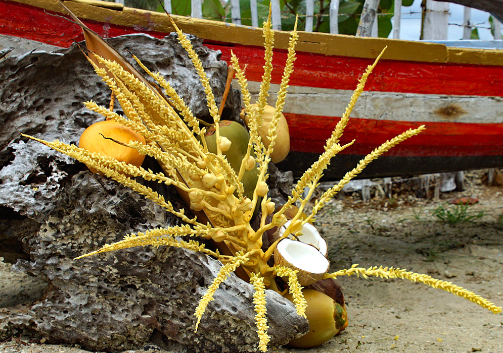 A yellow Cocos nucifera inflorescence with flowers and coconuts against a driftwood on the beach with coconuts on top and an old wooden red and white boat in the background