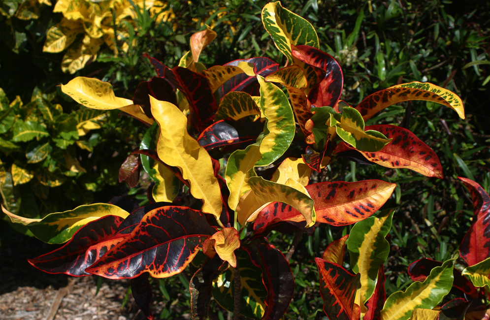 A large yellow and green leave Codiaeum variegatum in full sun 