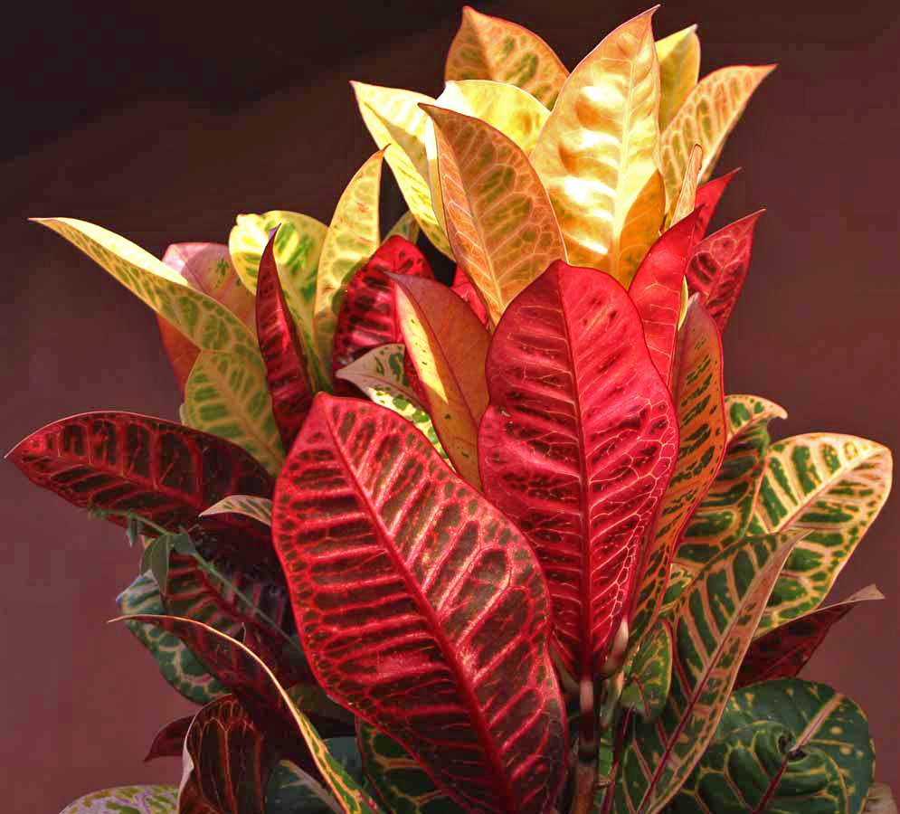codiaeum variegatum leaves have a mix of red, green, yellow, orange and pink color