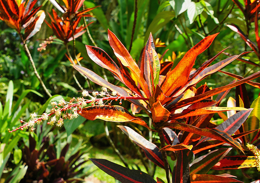 Codiaeum variegatum fruiting Inflorescence protruding from colorful leaves