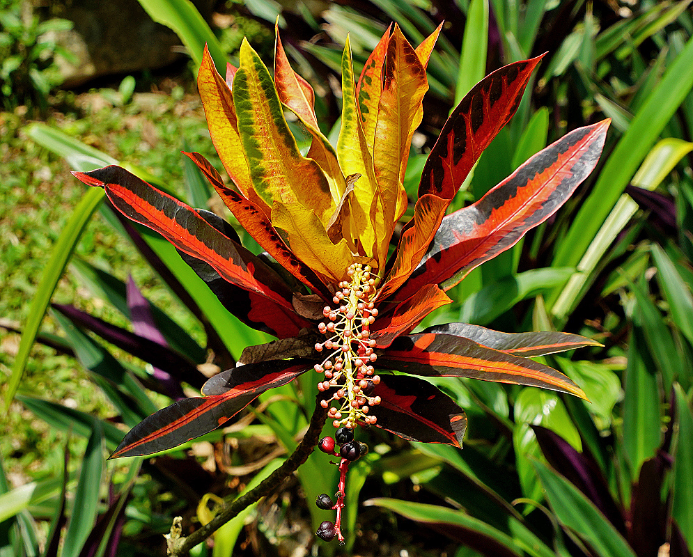 Multi color leaves in red, green, yellow and orange on a Codiaeum variegatum bush