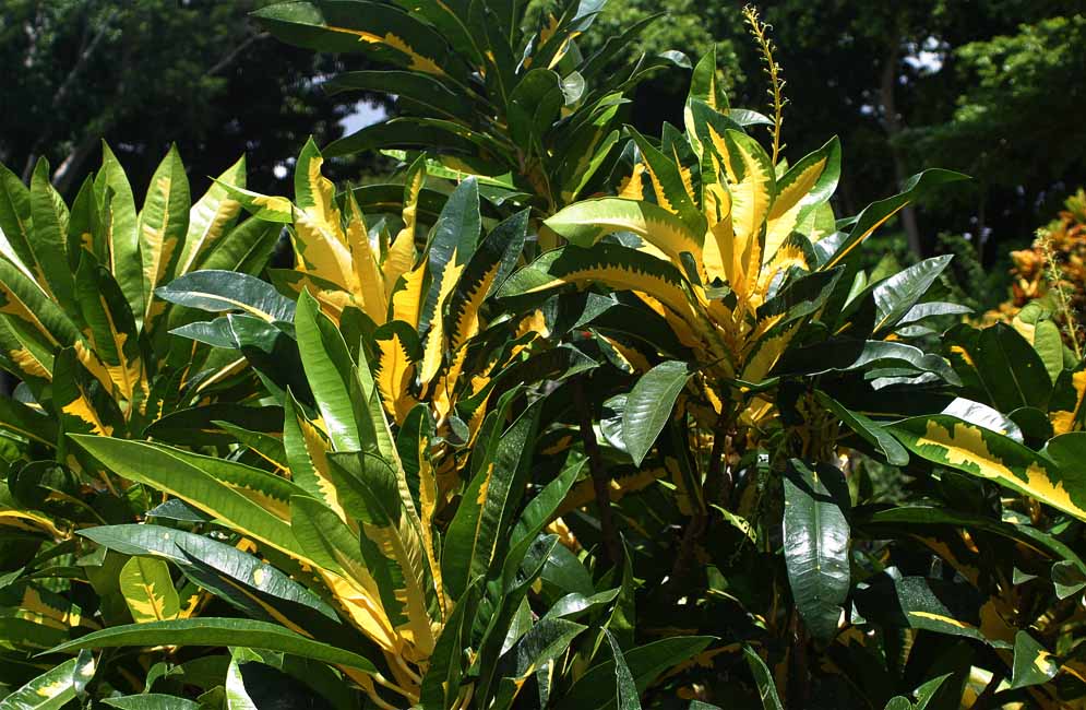 Long dark green and yellow Codiaeum variegatum Leave