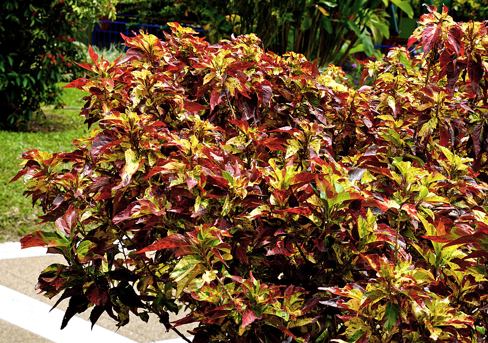 A multi-color Codiaeum variegatum shrub next to a walkway