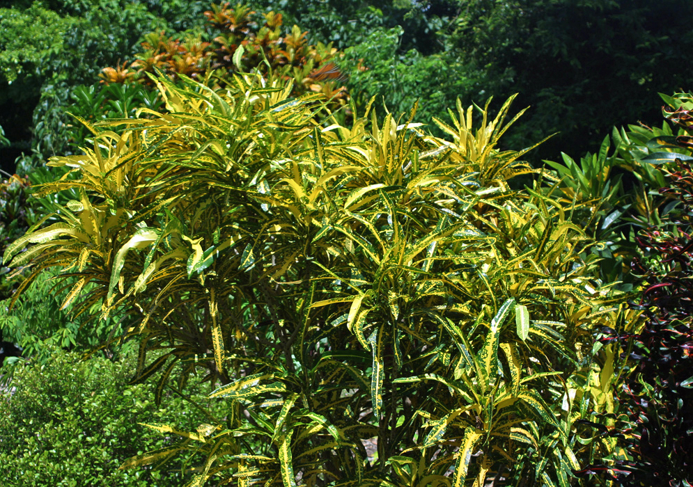 Narrow green and yellow leaves of a Codiaeum variegatum 