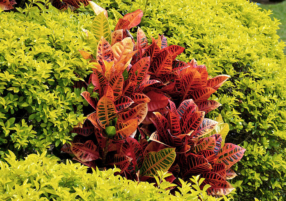 A bright orange and red Codiaeum variegatum surrounded by yellow leaf shrubs