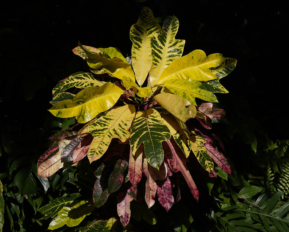Mostly yellow large leaves of a codiaeum variegatum with some green Narrow green and yellow leaves of a Codiaeum variegatum