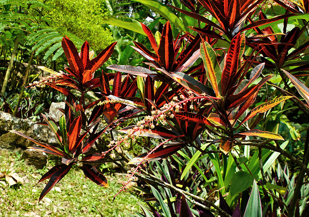 Codiaeum variegatum inflorescence with white flowers surrounded by colorful leaves