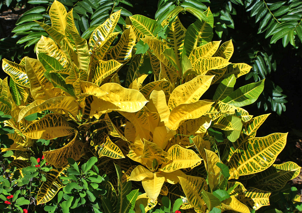 Yellow and green large leaves of a codiaeum variegatum 