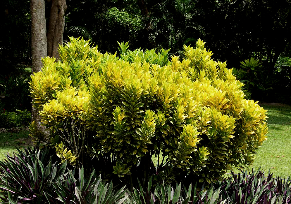 Multi-color leaves of green, yellow, red, and orange codiaeum variegatum bush