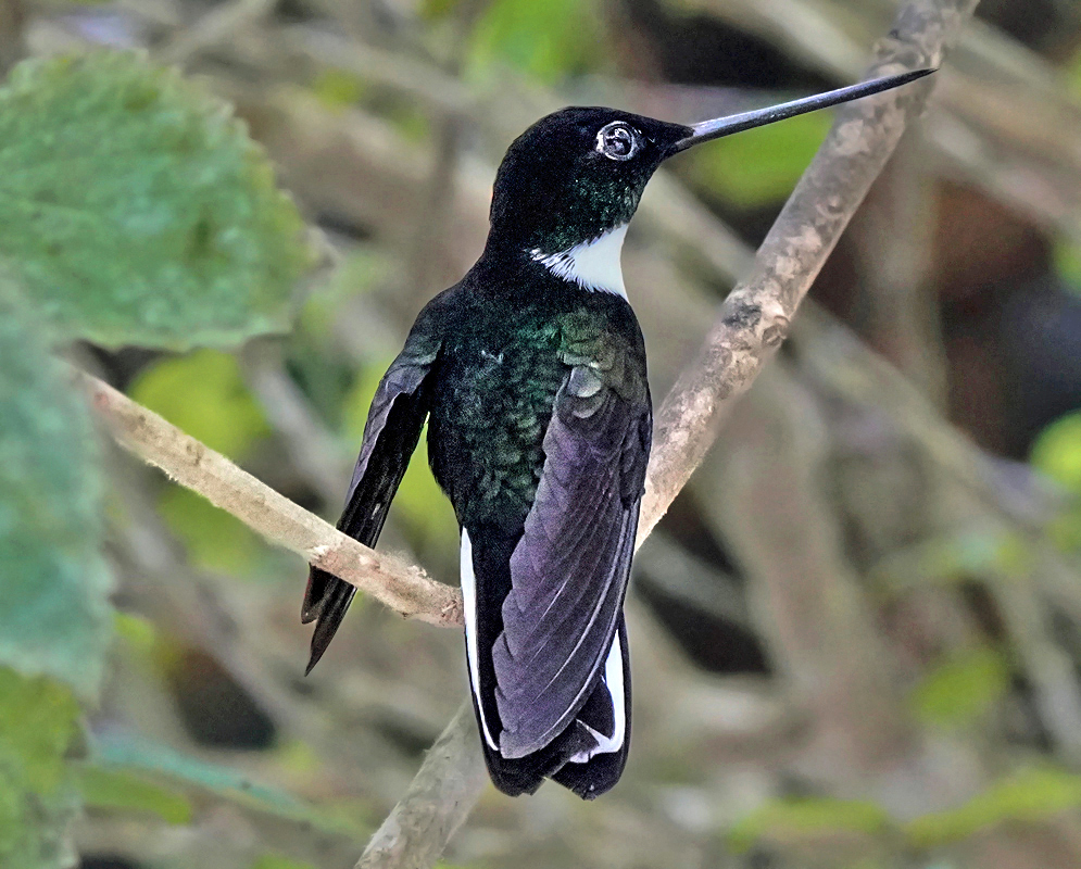 Coeligena torquata Male Perched Iridescent male Coeligena torquata hummingbird perched on a thin branch, showing glossy green plumage, dark violet wings, and a long straight beak in a shaded forest setting
