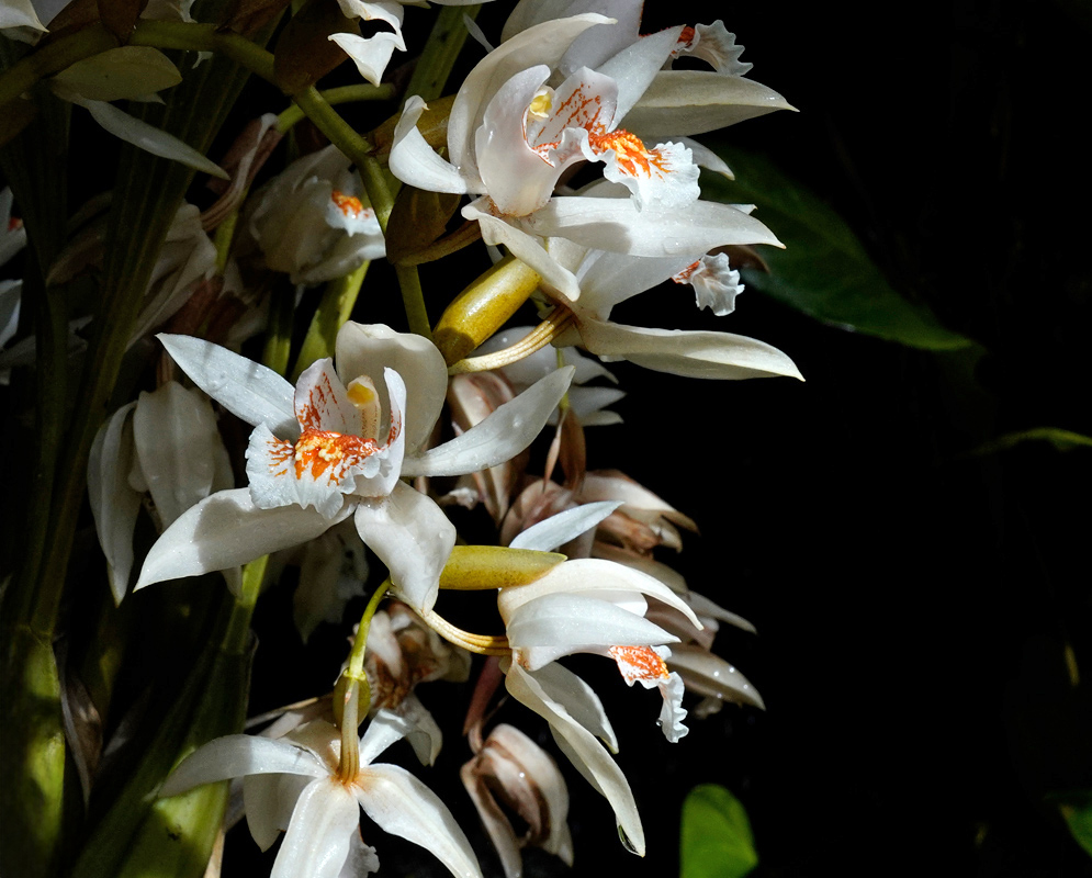 Coelogyne asperata orchids with clusters of white petals and orange-marked lips blooming in tropical shade