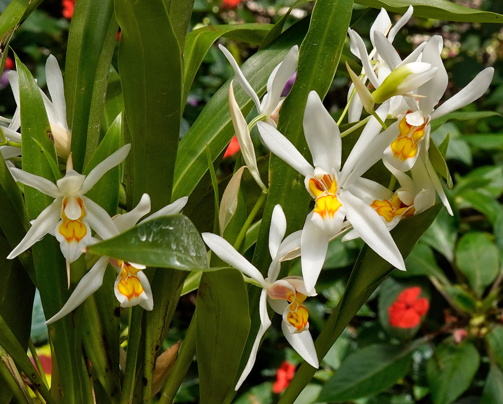 Coelogyne nitida Orchids Coelogyne nitida orchids with slender white petals and bright yellow-orange patterned lips blooming among green foliage