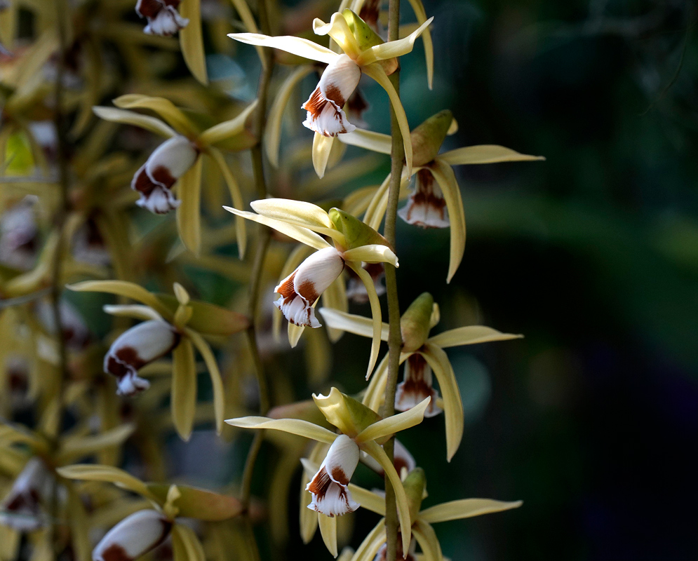 Coelogyne pulverula orchids with elongated yellow-green petals and sepals and white lips marked with bold chestnut-brown patterns blooming on a cascading spike