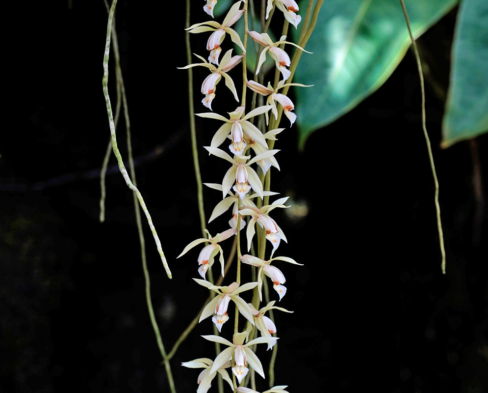 Coelogyne rochussenii orchids cascading in long pendulous clusters of cream-colored flowers with yellow and orange lips