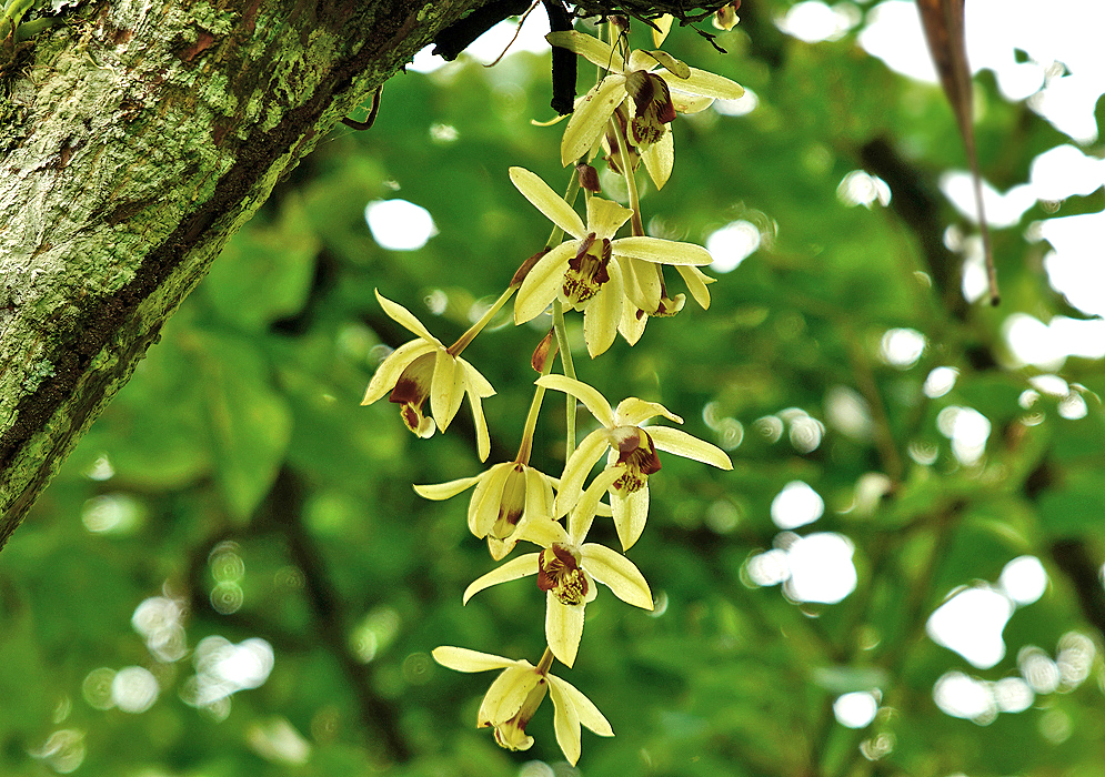 Coelogyne tomentosa inflorescence with yellow flowers hanging from a tree